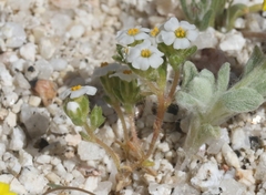 Linanthus maculatus emaculatus