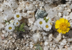 Linanthus maculatus emaculatus