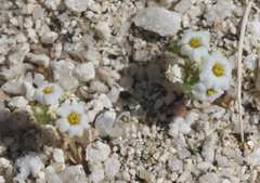 Linanthus maculatus emaculatus
