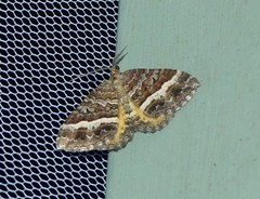Chrysolarentia vicissata