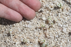 Linanthus maculatus emaculatus