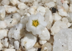 Linanthus maculatus emaculatus