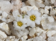 Linanthus maculatus emaculatus
