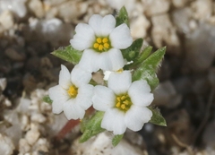 Linanthus maculatus emaculatus