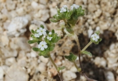 Eremocarya micrantha