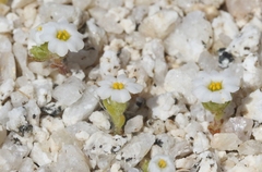Linanthus maculatus emaculatus