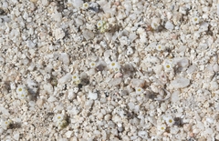 Linanthus maculatus emaculatus