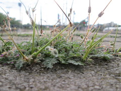 Erodium cicutarium