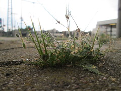 Erodium cicutarium