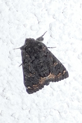 Catephia alchymista