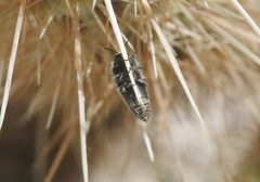 Acmaeodera latiflava