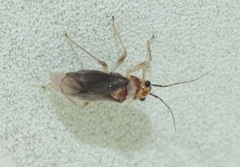 Agaveocoris