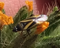 Plagiognathus moerens