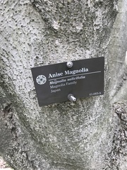 Magnolia salicifolia