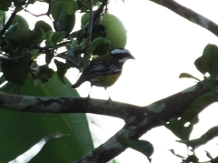 Spindalis nigricephala