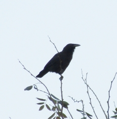 Corvus jamaicensis