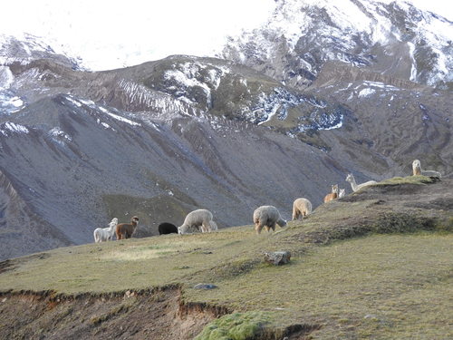 Alpaca, Auzangate, photo 10 of 10