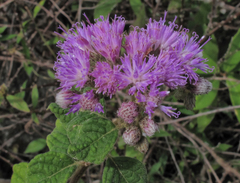 Vernonia saepium