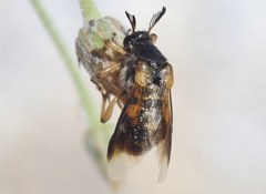 Ripiphorus rex