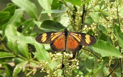 Actinote pellenea