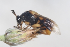 Ripiphorus rex