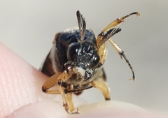 Ripiphorus rex