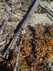 Myoporum parvifolium