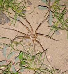 Xenoctenidae