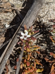 Myoporum parvifolium