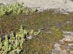 Myoporum parvifolium