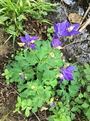 Aquilegia vulgaris vulgaris