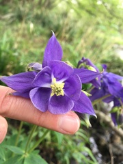 Aquilegia vulgaris vulgaris