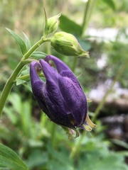 Aquilegia vulgaris vulgaris