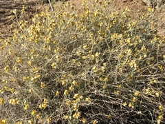 Psilostrophe cooperi