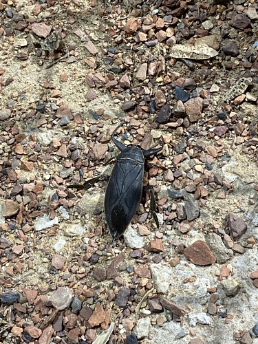 Benacus griseus image
