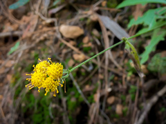 Alloispermum scabrum