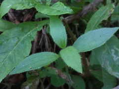 Alloispermum scabrum