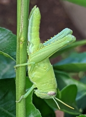 Schistocerca nitens