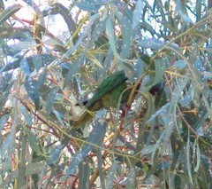 Psittaculidae