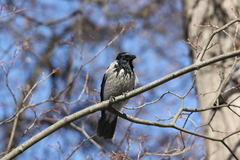 Corvus cornix