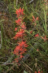 Castilleja affinis affinis