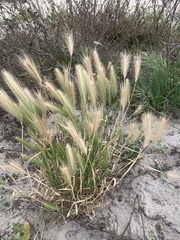 Hordeum marinum