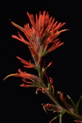 Castilleja affinis affinis