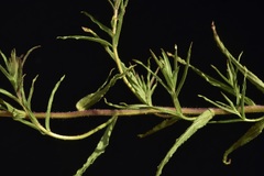 Castilleja affinis affinis