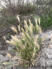 Hordeum marinum