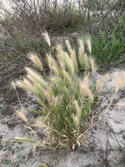 Hordeum marinum