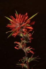 Castilleja affinis affinis