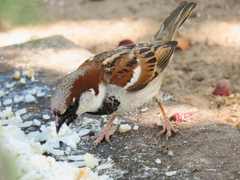 Passer domesticus