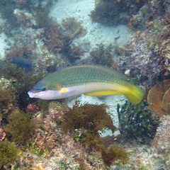Anampses elegans