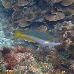 Anampses elegans